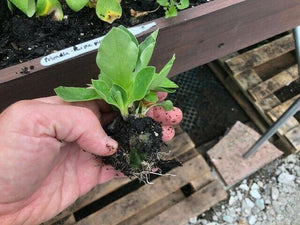 Primula auricula 'Purple Pip' x 3 Pack - 5/7cm JUMBO Plug Plants For Sale