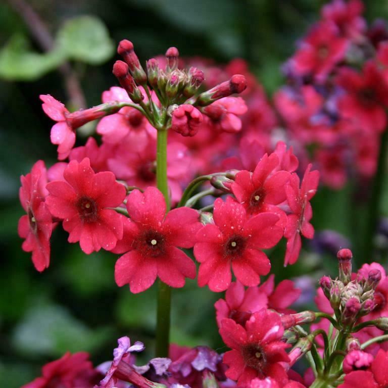 Primula japonica 'Millers Crimson' x 3 Pack - 5/7cm JUMBO Plug Plants For Sale