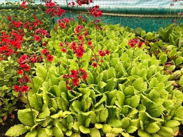 Primula japonica 'Millers Crimson' x 3 Pack - 5/7cm JUMBO Plug Plants For Sale
