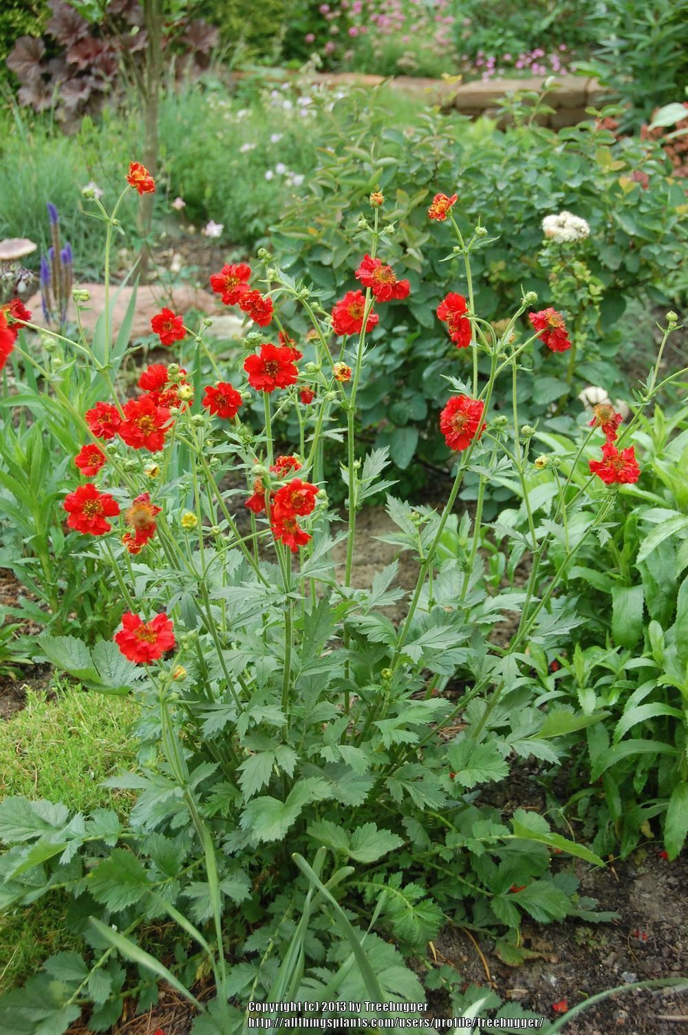 Geum 'Mrs Bradshaw' x 3 Pack - 5/7cm JUMBO Plug Plants For Sale