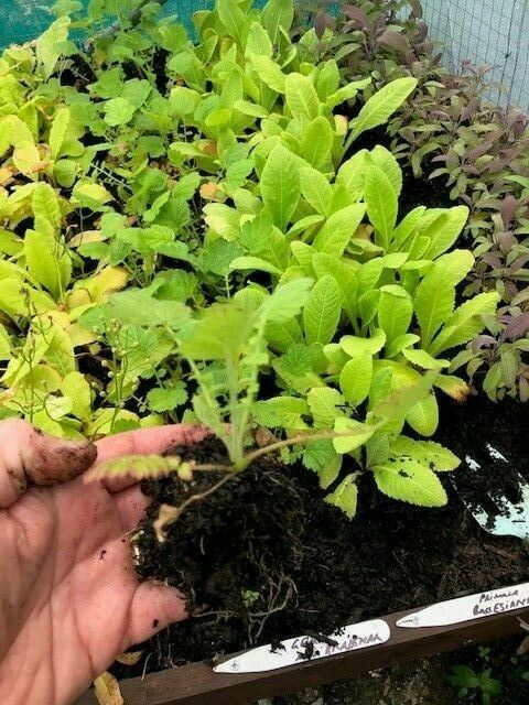 Geum 'Mrs Bradshaw' Plants For Sale Jumbo Plug – Dartana Plants