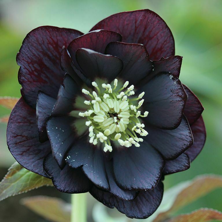 Hellebore 'Double Black' x 3 Pack - 7cm Plants For Sale