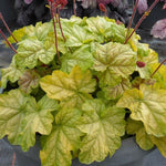 Heuchera 'Tokyo' x 3 Pack - 5/7cm JUMBO Plug Plants For Sale