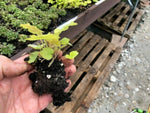 Heuchera 'Tokyo' x 3 Pack - 5/7cm JUMBO Plug Plants For Sale