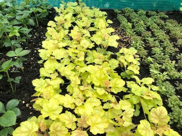 Heuchera 'Tokyo' x 3 Pack - 5/7cm JUMBO Plug Plants For Sale