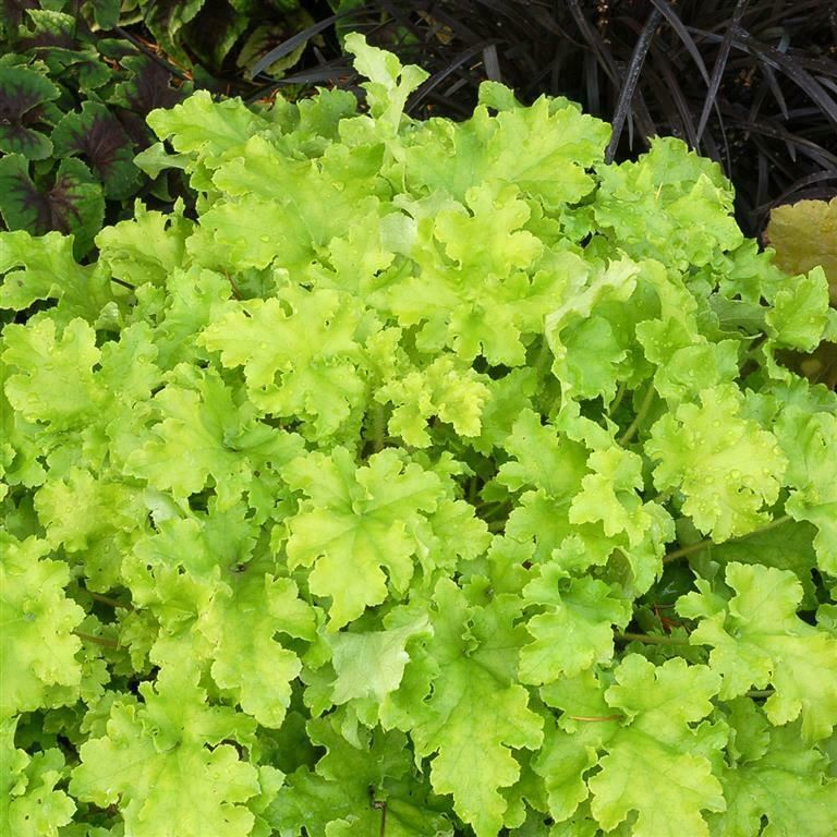 Heuchera 'Lime Marmalade' x 5 Pack - 5/7cm JUMBO Plug Plants For Sale