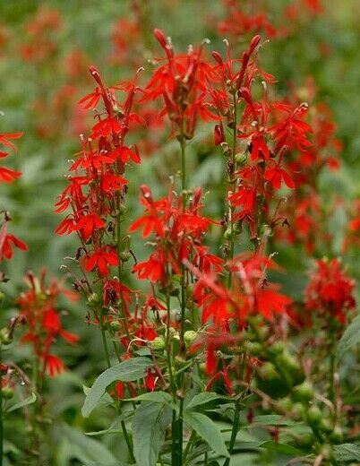 Lobelia 'cardinalis' x 3 Pack - 5/7cm JUMBO Plug Plants For Sale