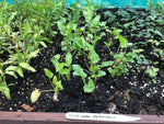 Campanula 'Pyramidalis' x 3 Pack - 5/7cm JUMBO Plug Plants For Sale