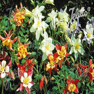 Aquilegia ''Dragon Fly' x 3 Pack - 5/7cm JUMBO Plug Plants For Sale