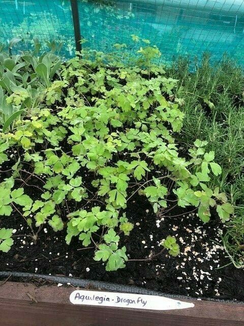 Aquilegia ''Dragon Fly' x 3 Pack - 5/7cm JUMBO Plug Plants For Sale