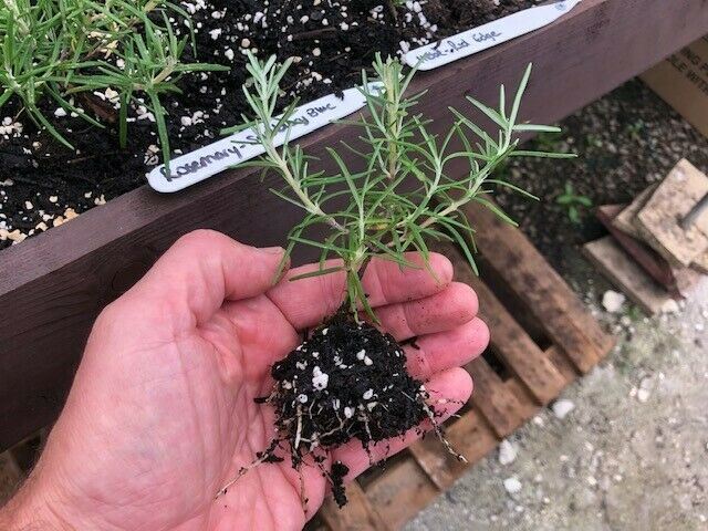 Rosemary 'Sudbury Blue' x 3 Pack - 5/7cm JUMBO Plug Plants For Sale