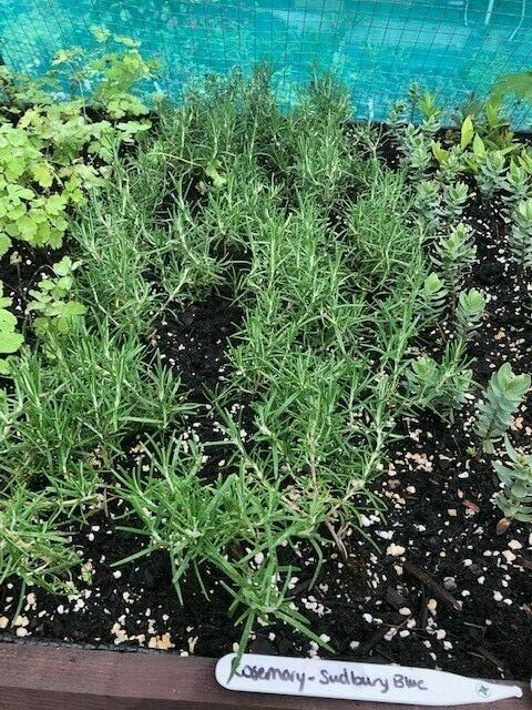 Rosemary 'Sudbury Blue' x 3 Pack - 5/7cm JUMBO Plug Plants For Sale