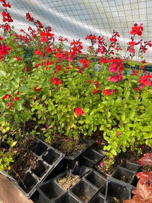 Salvia 'Royal Bumble' x 5 Pack - 5cm JUMBO Plug Plants For Sale