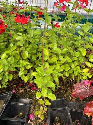 Salvia 'Royal Bumble' x 5 Pack - 5cm JUMBO Plug Plants For Sale