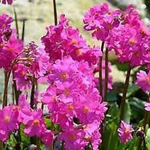 Primula 'Gigas' x 5 Pack - 5cm JUMBO Plug Plants For Sale