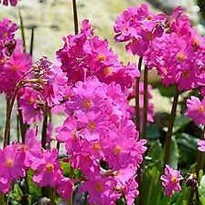 Primula 'Gigas' x 5 Pack - 5cm JUMBO Plug Plants For Sale