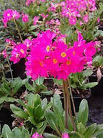 Primula 'Gigas' x 5 Pack - 5cm JUMBO Plug Plants For Sale