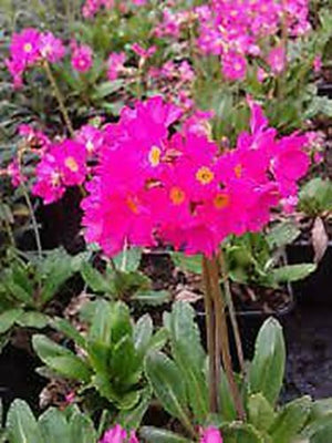 Primula 'Gigas' x 5 Pack - 5cm JUMBO Plug Plants For Sale