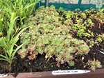 Aeonium Haworthii 'Bicolor' - Pack of 5 - Jumbo Plug Plants - FREE Delivery