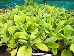 Foxglove 'Snow Thimble' - Pack of 5 - 5/5cm JUMBO Plug Plants For Sale