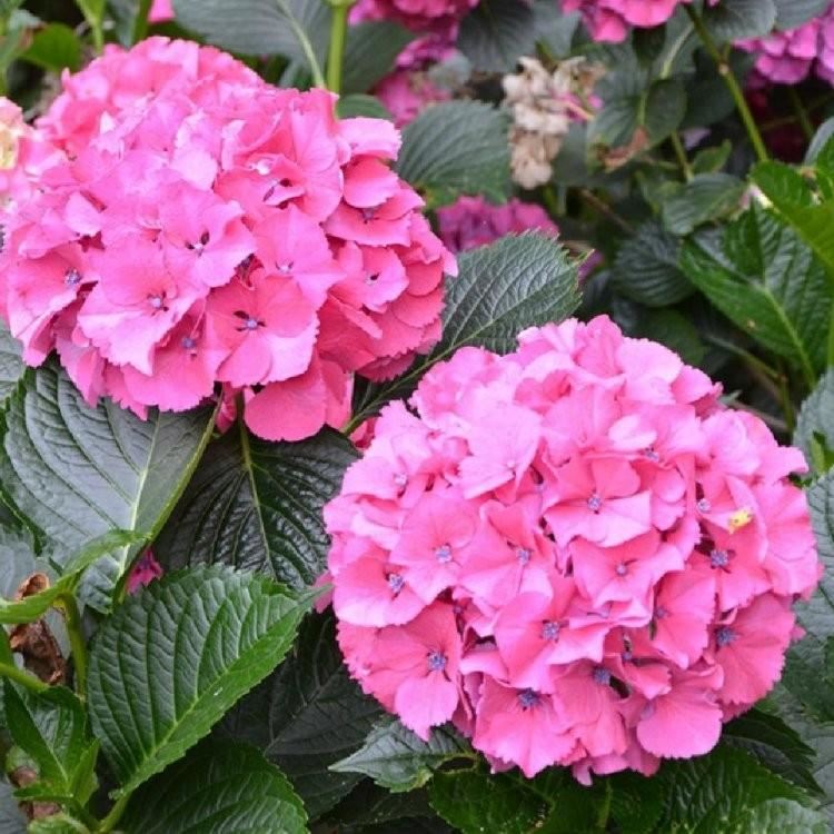 Hydrangea 'Sibilla' x 5 Pack - 5cm JUMBO Plug Plants For Sale