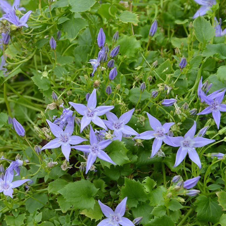 Campanula 'Garganica' x 5 Pack - 5/7cm JUMBO Plug Plants For Sale