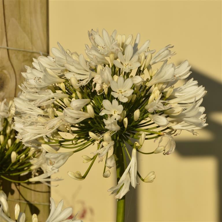 Agapanthus africanus 'White' x 5 Pack - 5/5cm JUMBO Plug Plants For Sale