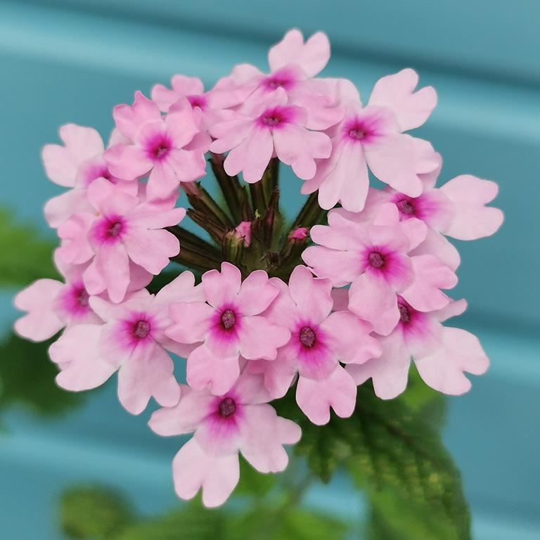 Verbena 'Margaret’s Memory' x 5 Pack - 5/7cm JUMBO Plug Plants For Sale