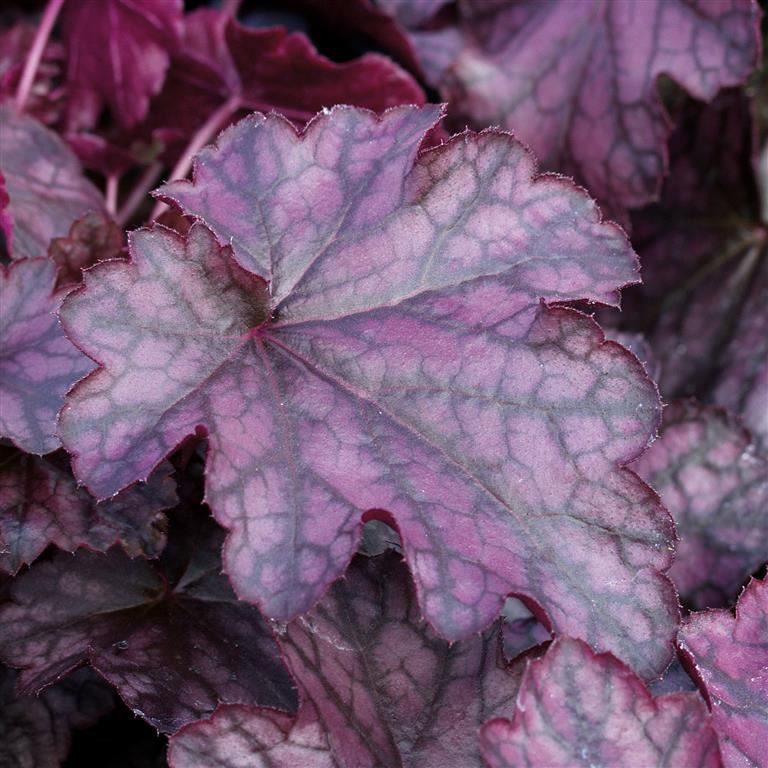 Heuchera 'Blackberry Jam' x 5 Pack - 5/5cm JUMBO Plug Plants For Sale