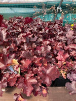 Heuchera 'Black Beauty' x 5 Pack - 5cm JUMBO Plug Plants For Sale