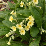 Primula 'Elatior' x 9 Pack - 3cm Plug Plants For Sale