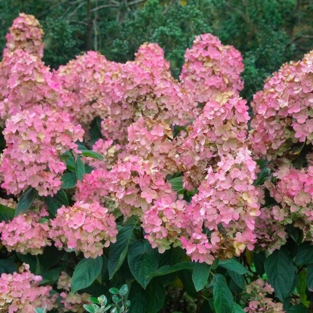 Hydrangea 'Pink Diamond' x 5 Pack - 5/7cm JUMBO Plug Plants For Sale