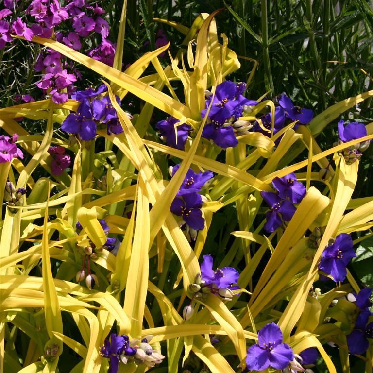 TRADESCANTIA 'Blue 'n' Gold' - x 5 Pack - 5/5cm JUMBO Plug Plants For Sale