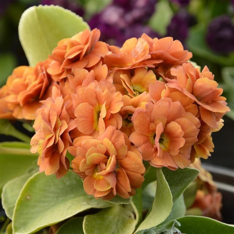 Primula auricula 'Lunar Eclipse' - Pack of 5 - Jumbo Plug Plants