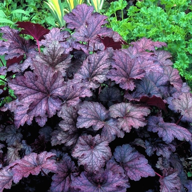 Heuchera Amethyst Mist Perennials x 5 Pack - 5cm Plug Plants For Sale Free P&P