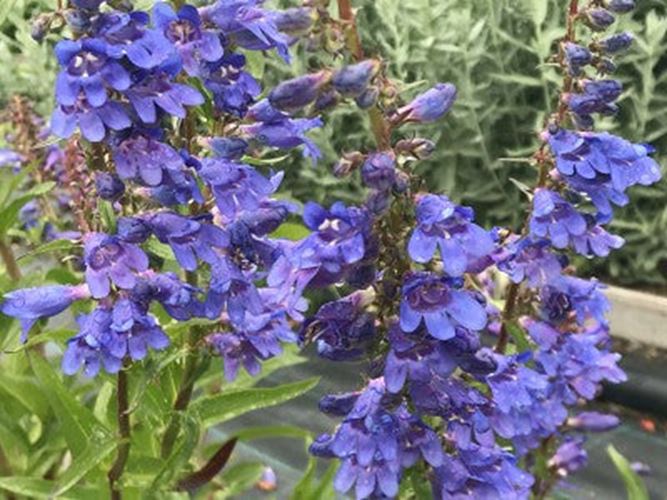 Penstemon 'Züriblau' x 5 Pack - 5/7cm JUMBO Plug Plants For Sale