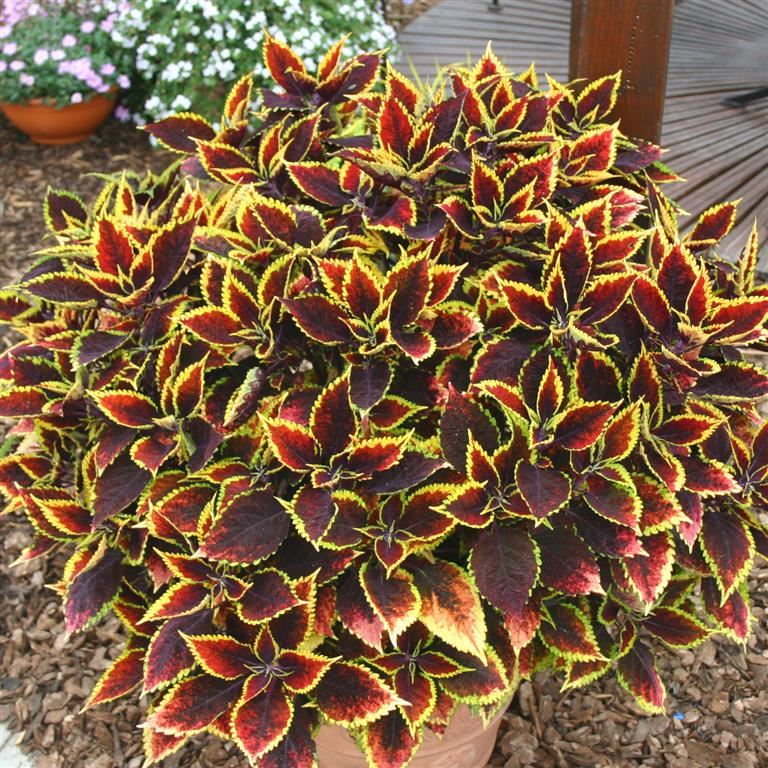 Coleus 'Walter Turner' x 5 Pack - 5/7cm JUMBO Plug Plants For Sale