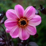 Dahlia Mystic 'Dreamer' x 5 Pack - 5/7cm Jumbo Plug Plants For Sale