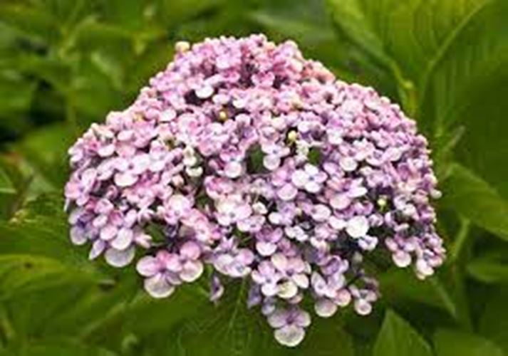 Hydrangea 'Blaumeise' x 5 Pack - 5cm JUMBO Plug Plants For Sale