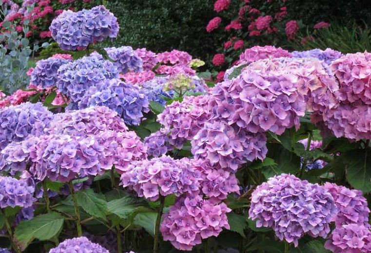 Hydrangea 'Hamburg' x 5 Pack - 5cm JUMBO Plug Plants For Sale