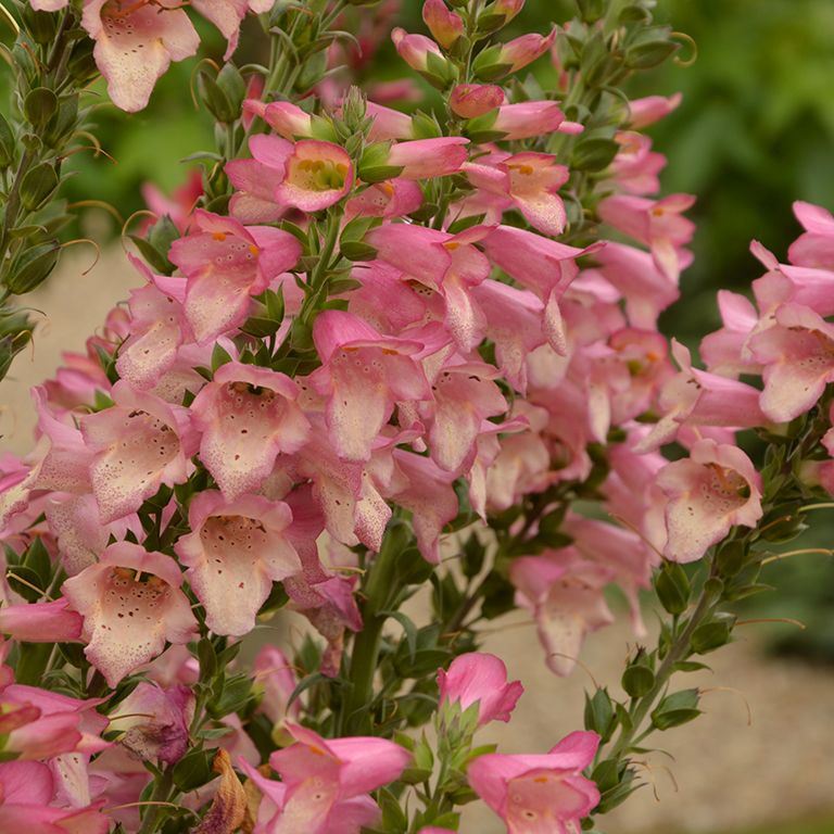 Digitalis 'Berry Canary' x 5 Pack - 5cm JUMBO Plug Plants For Sale