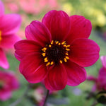 Dahlia 'Roxy' x 5 Pack - 5cm Jumbo Plug Plants For Sale