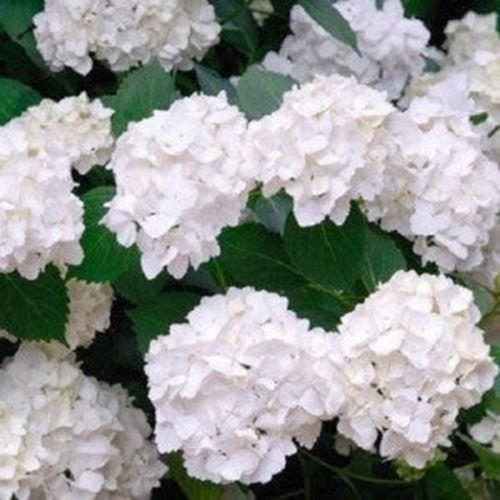 Hydrangea 'M'd E Mouillère' x 5 Pack - 5/7cm JUMBO Plug Plants For Sale