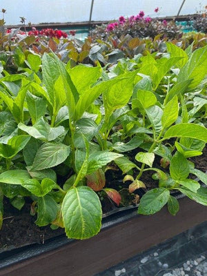 Hydrangea 'M'd E Mouillère' x 5 Pack - 5/7cm JUMBO Plug Plants For Sale