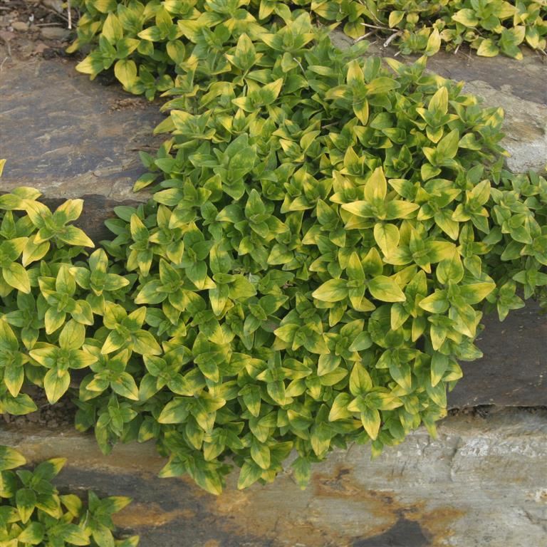 Marjoram 'Gold Tipped' x 5 Pack - 5/7cm JUMBO Plug Plants For Sale