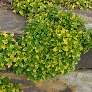 Marjoram 'Gold Tipped' x 5 Pack - 5cm JUMBO Plug Plants For Sale