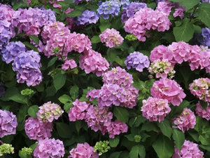 Hydrangea 'Bouquet Rose' x 5 Pack - 5cm JUMBO Plug Plants For Sale