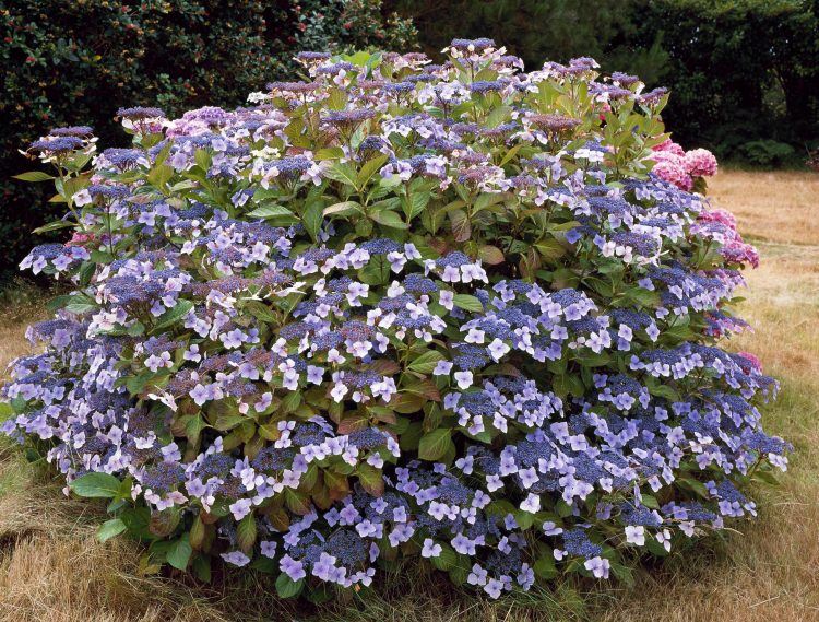 HYDRANGEA Mariesii Perfecta x 5 Pack - 5cm JUMBO Plug Plants For Sale