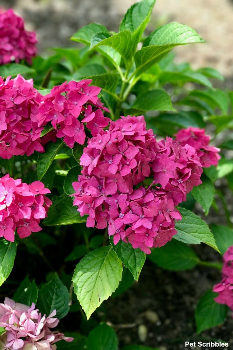 Hydrangea 'Pia' x 5 Pack - 5/7cm JUMBO Plug Plants For Sale