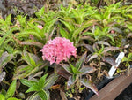 Hydrangea 'Tovelit' x 5 Pack - 5cm JUMBO Plug Plants For Sale